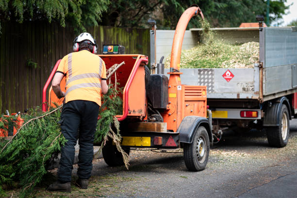 Best Tree Care Services  in Kewanee, IL